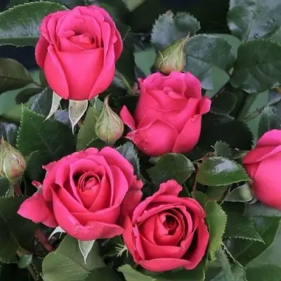 Роза ЛАВ ЛЕТТЕР флорибунда в Пинске