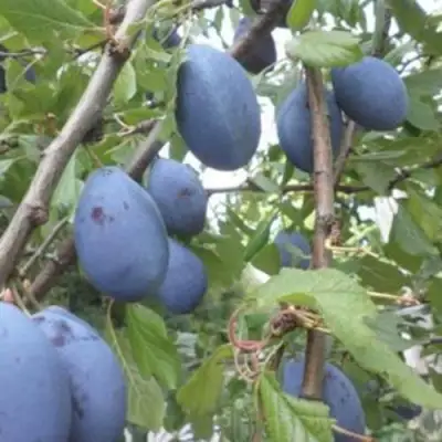 Слива ГИЛЬБЕРТ в Пинске