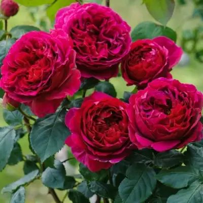 Роза КЕЙТ английская в Пинске