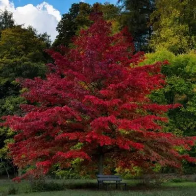 Дуб болотный в Пинске