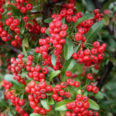 Пираканта РЕД КУИШОН в Пинске