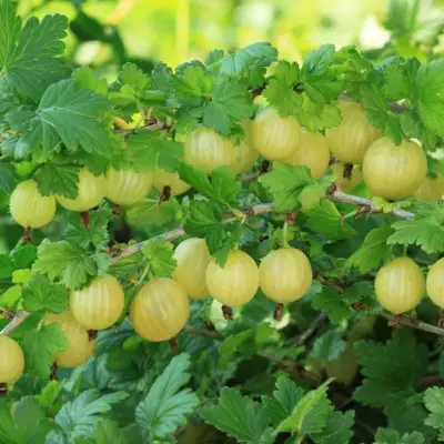 Крыжовник БЕРИЛЛ в Пинске