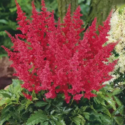 Астильба МОНТГОМЕРИ японская в Пинске