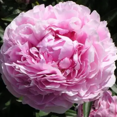 Пион ША-ЛА травянистый в Пинске