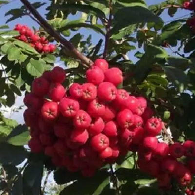 Рябина МОРАВСКАЯ сладкоплодная в Пинске