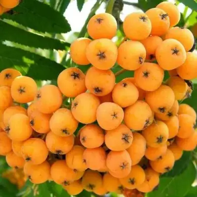 Рябина НЕВЕЖИНСКАЯ ЖЕЛТАЯ сладкоплодная в Пинске