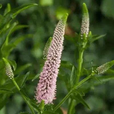 Вероника ФЕСТ ЧОЙС длиннолистная в Пинске