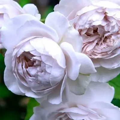 Роза ГРИЗЕЛИС шраб в Пинске