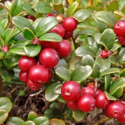 Брусника садовая АМЕРЛАНД в Пинске