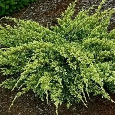 Можжевельник ДРИМ ДЖОЙ чешуйчатый в Пинске