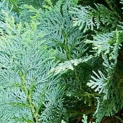 Кипарисовик КОЛУМНАРИС лавсона в Пинске