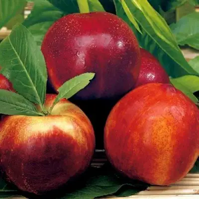 Нектарин СТАРК РЕД ГОЛД в Пинске