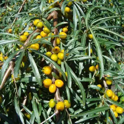 Облепиха ЖЕЛТОПЛОДНАЯ в Пинске