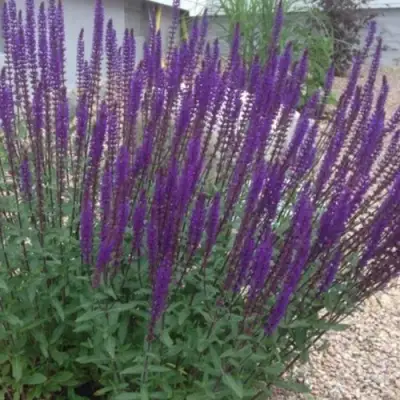 Шалфей КАРАДОНА в Пинске