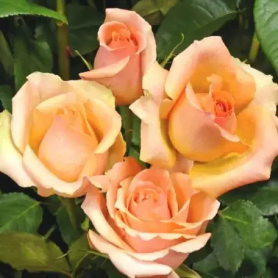 Роза ВЕРСИЛИЯ чайно-гибридная в Пинске