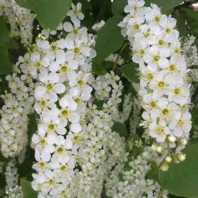 Черемуха САМОПЛОДНАЯ в Пинске