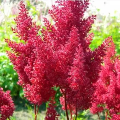 Астильба СКАЙСКРЕЙПЕР китайская в Пинске