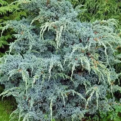 Можжевельник БЛЮ АЛЬПС китайский  в Пинске