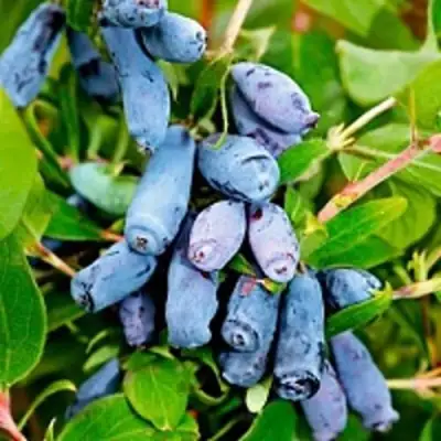 Жимолость съедобная БАКЧАРСКИЙ ВЕЛИКАН в Пинске