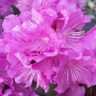 Рододендрон П.Ж.М. ЭЛИТ в Пинске