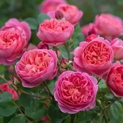 Роза БЕНДЖАМИН БРИТТЕН шраб в Пинске