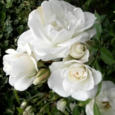 Роза АЙСБЕРГ флорибунда в Пинске