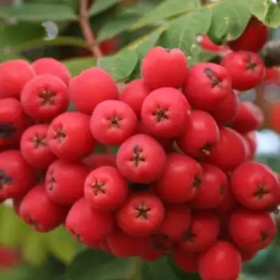 Рябина АЛАЯ КРУПНАЯ сладкоплодная в Пинске