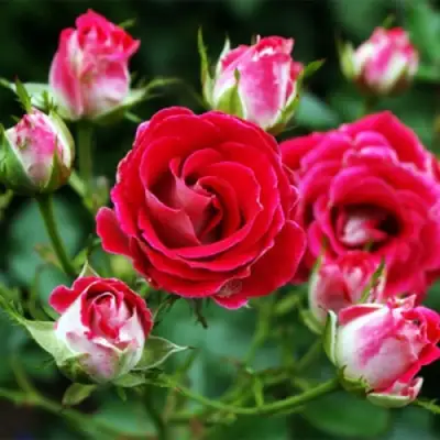 Роза ШОНЕ КОБЛЕНЦЕРИН флорибунда в Пинске