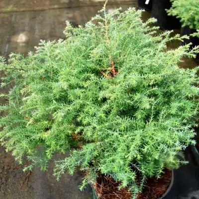 Кипарисовик СКВАРРОЗА горохоплодный в Пинске