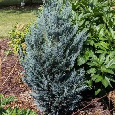 Кипарисовик ДАРТС БЛЮ РИББОН лавсона в Пинске