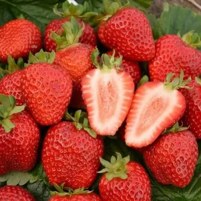 Клубника ФЛОРЕНС в Пинске