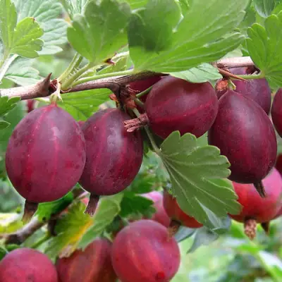 Крыжовник ХИННОМАКИ РОТ в Пинске