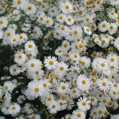 Болтония СНОУБЭНК в Пинске