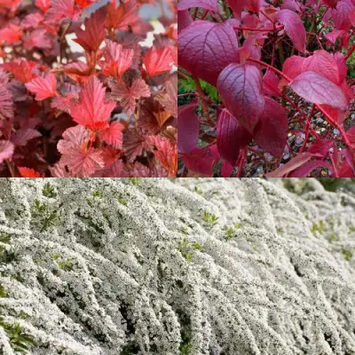 Комплект ЖИВАЯ ИЗГОРОДЬ в Пинске