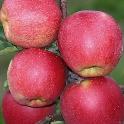 Яблоня ЧЕМПИОН в Пинске