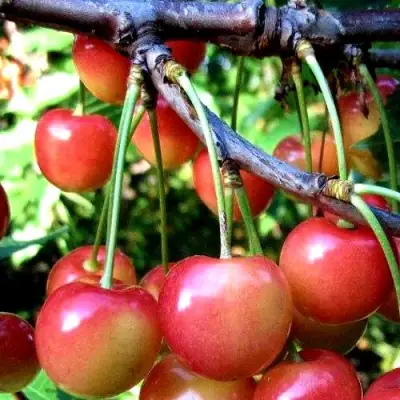 Черешня ГАСТИНЕЦ в Пинске