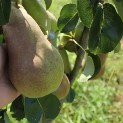 Груша БРЯНСКАЯ КРАСАВИЦА в Пинске