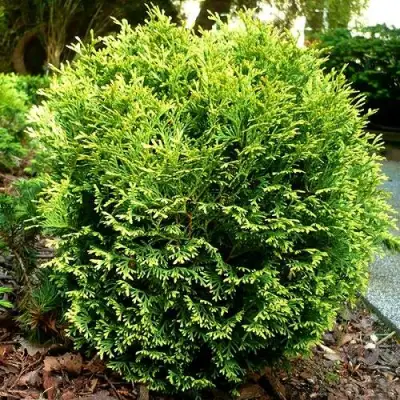 Туя ВОТЕРФИЛД западная в Пинске