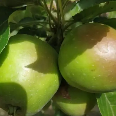 Яблоня ПАМЯТЬ СИКОРЫ в Пинске