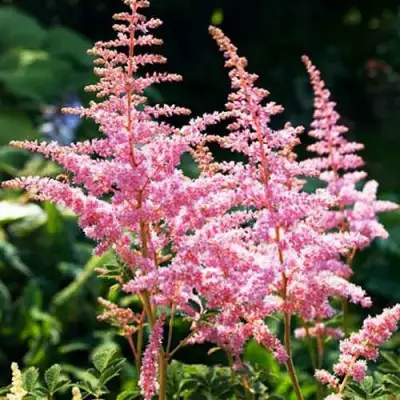 Астильба ЭДЕНС ОДИССЕЙ Арендса в Пинске