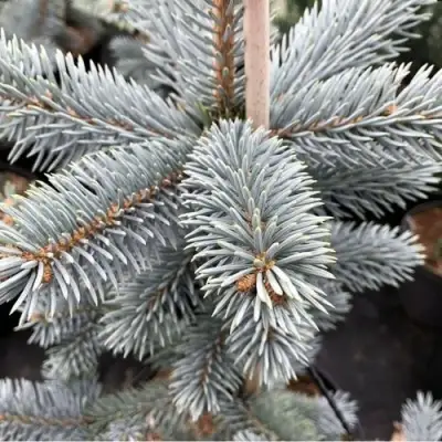 Ель РОЯЛ БЛЮ колючая  в Пинске