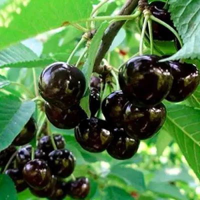 Черешня МУСКАТНАЯ в Пинске