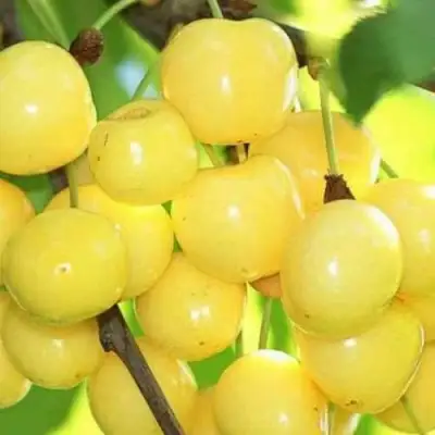 Черешня РОССОШАНСКАЯ ЗОЛОТАЯ в Пинске