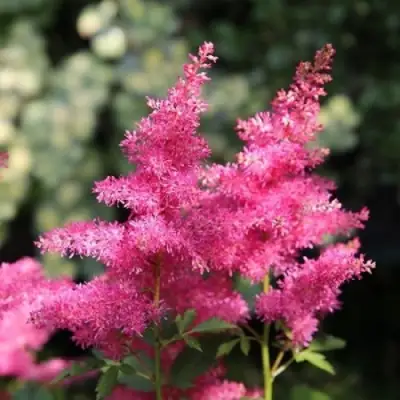 Астильба САННИ ДЕЙ гибридная в Пинске