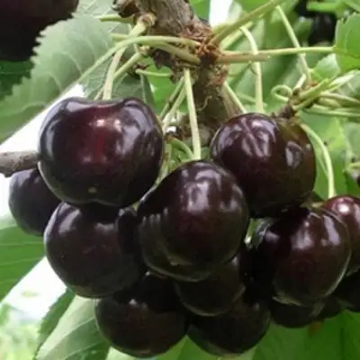 Вишня РОССОШАНСКАЯ ЧЕРНАЯ в Пинске