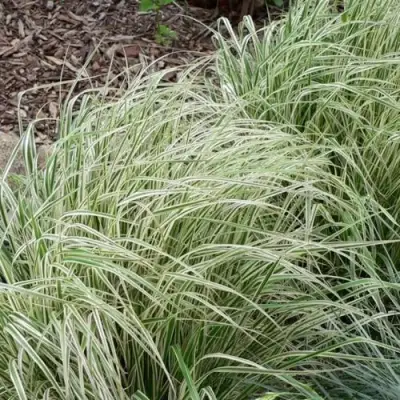 Вейник ОВЕРДАМ остроцветковый в Пинске