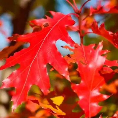 Дуб красный в Пинске