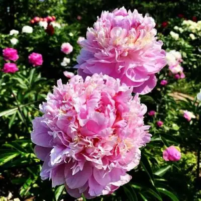 Пион ЛАВОН травянистый в Пинске