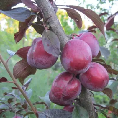 Слива ЛАМА в Пинске