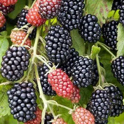 Ежевика НАВАХО бесшипная  в Пинске